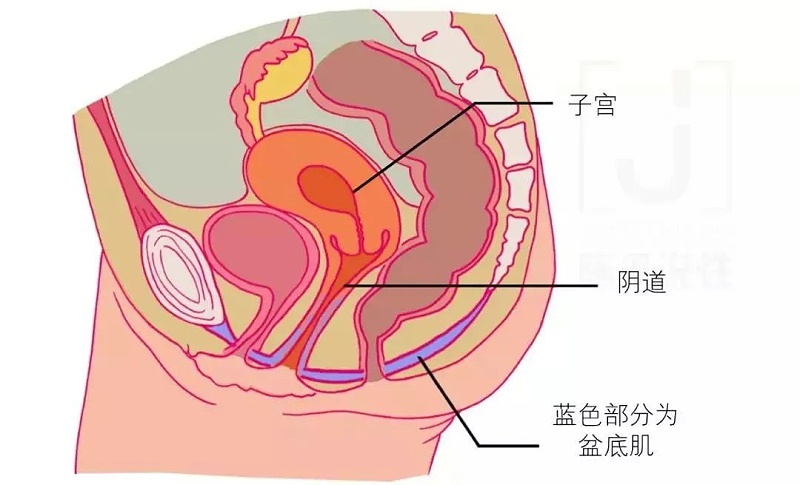 增加肌肉弹性