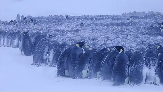 企鹅抱团取暖