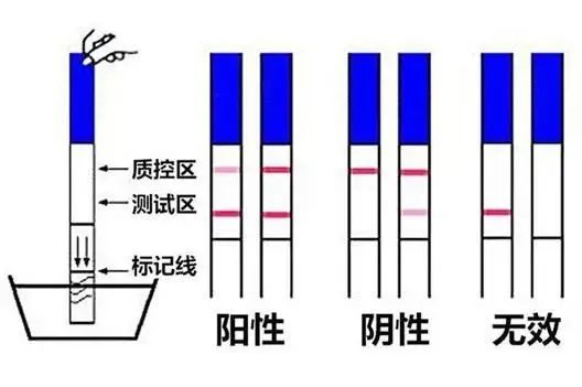 排卵试纸