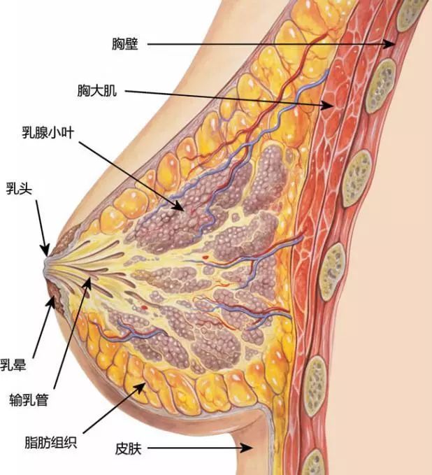 孕早期乳房护理