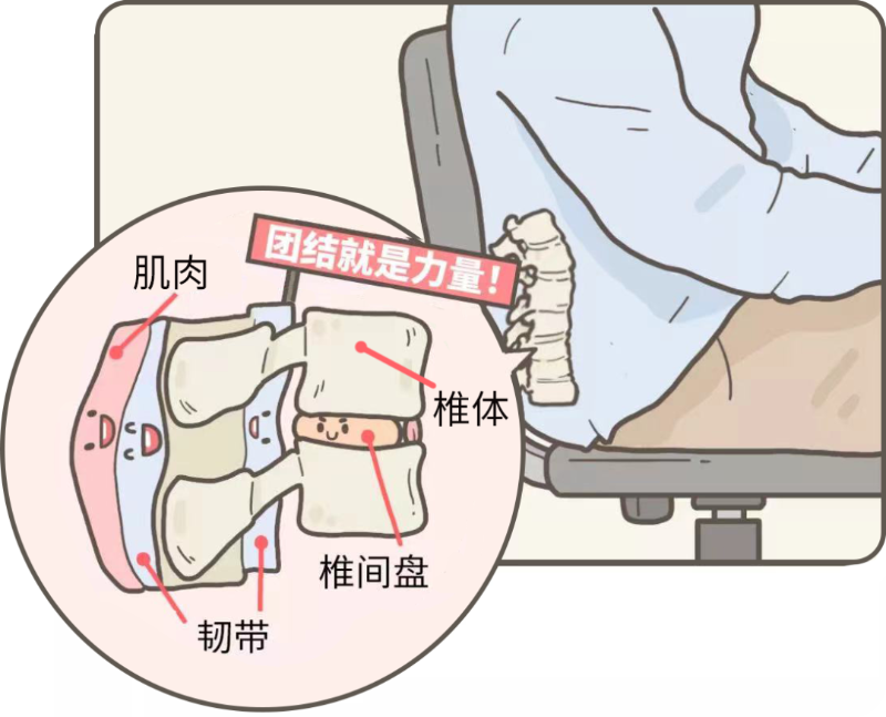 腰部各个组织