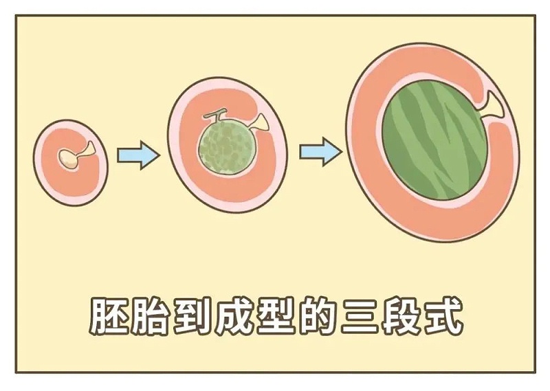 怀孕过程