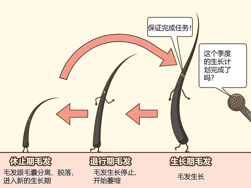 头发生长周期