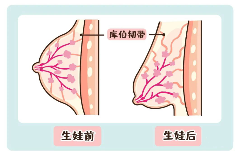 胸部变化