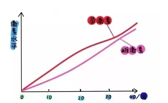 孕期激素水平的变化