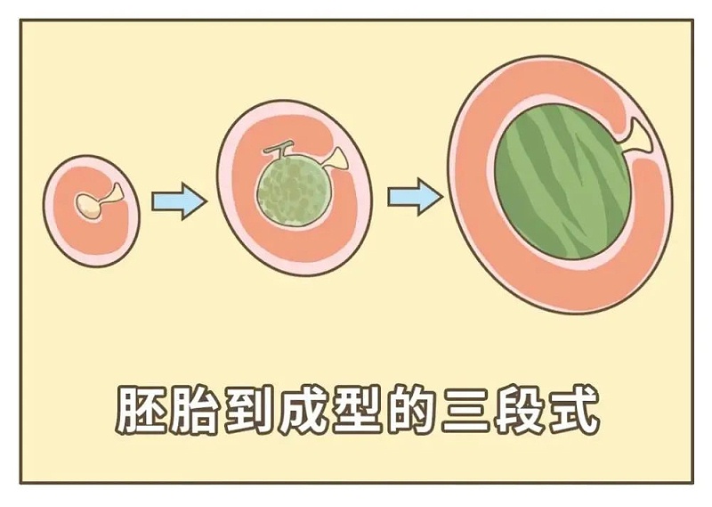 胎胚到成型的三段式
