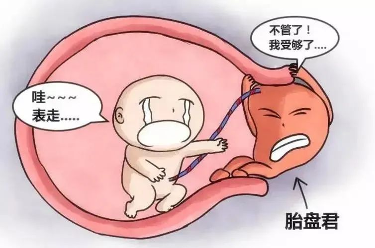 胎盘
